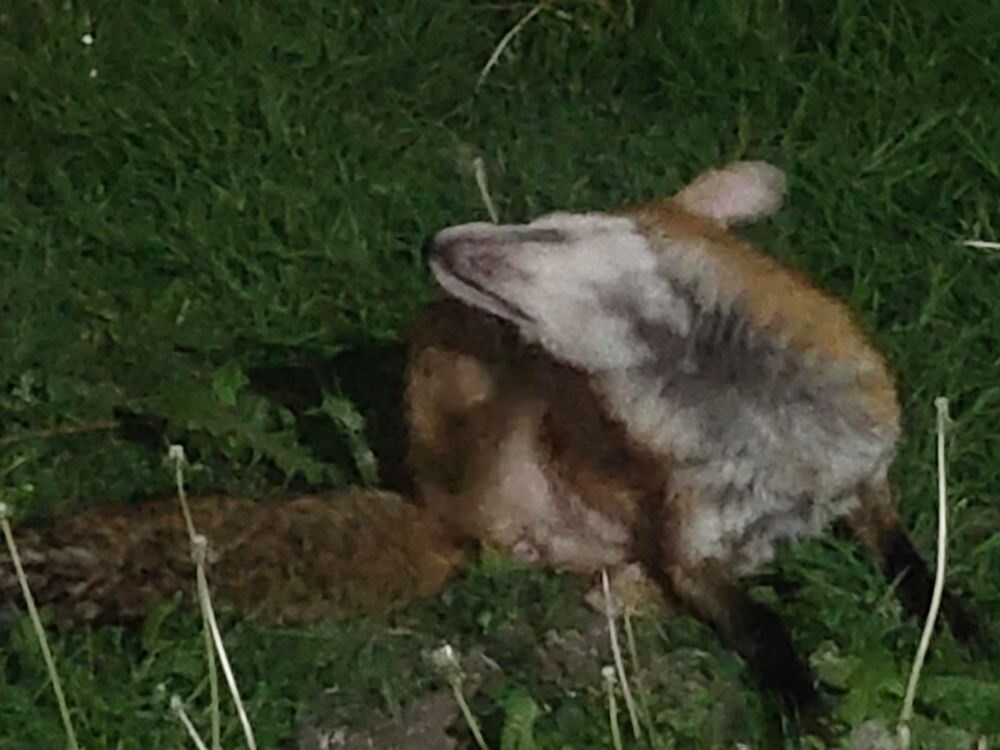 Fox, relaxing in a Brixton garden. 
