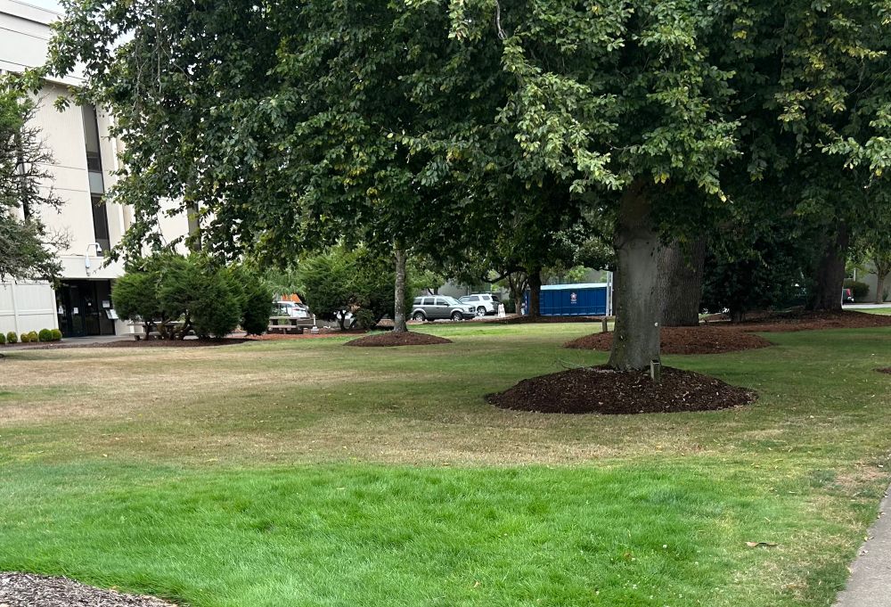 Trees with “volcano” mulch piles surrounding them. 