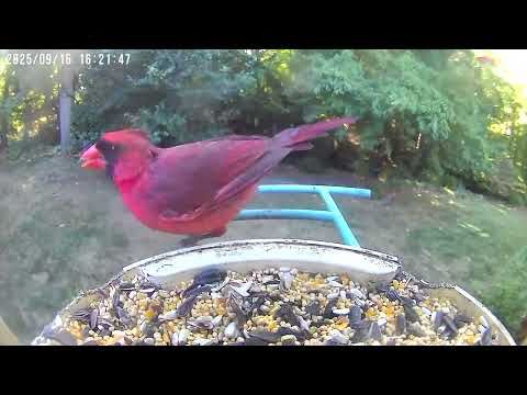 Bird Feeder Camera — September 16, 2025