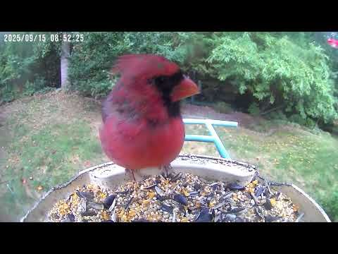 Bird Feeder Camera — September 15, 2025