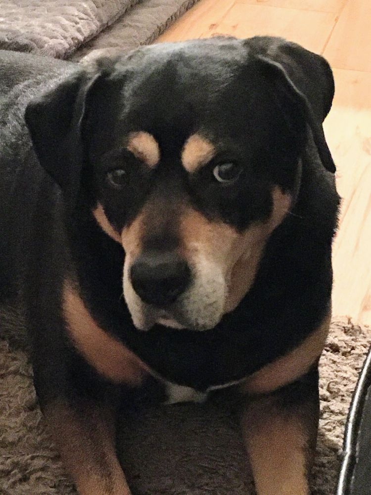 My beautiful girl Fudge 💚