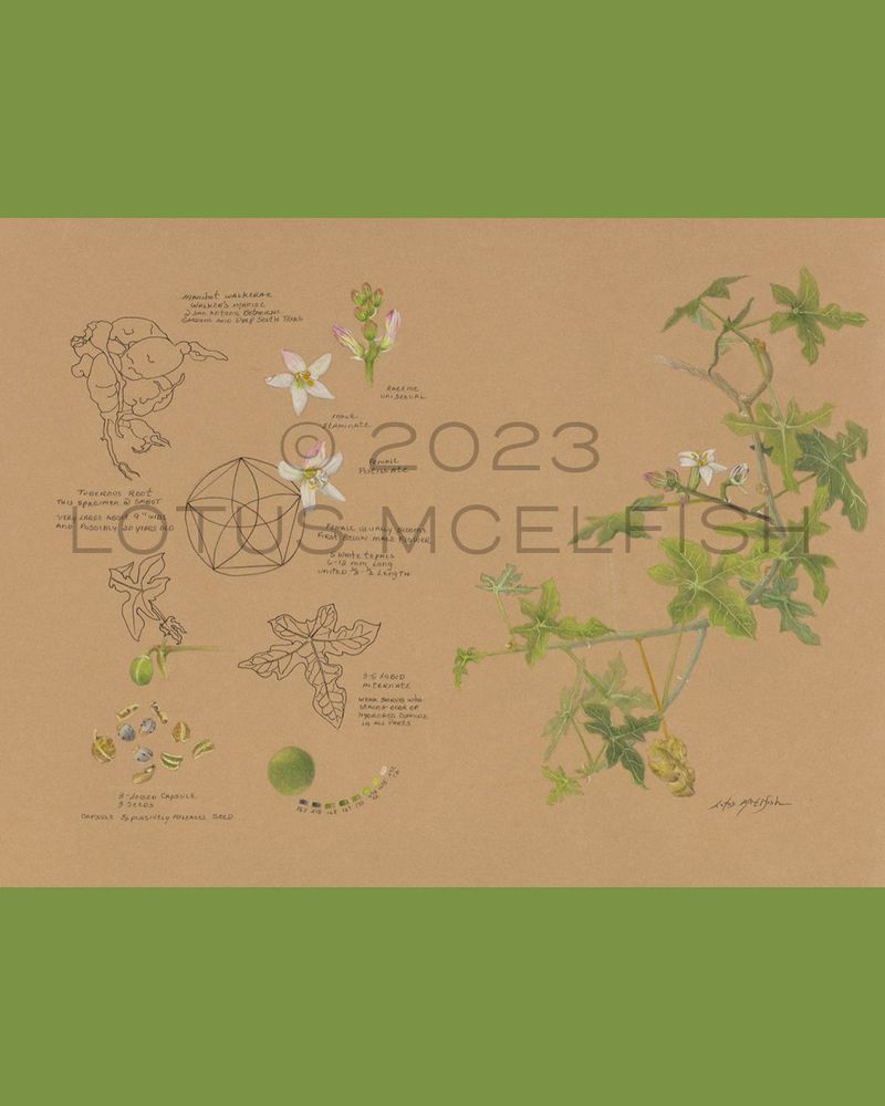 Lotus McElfish's 2023 illustration of Walker's Manioc. 