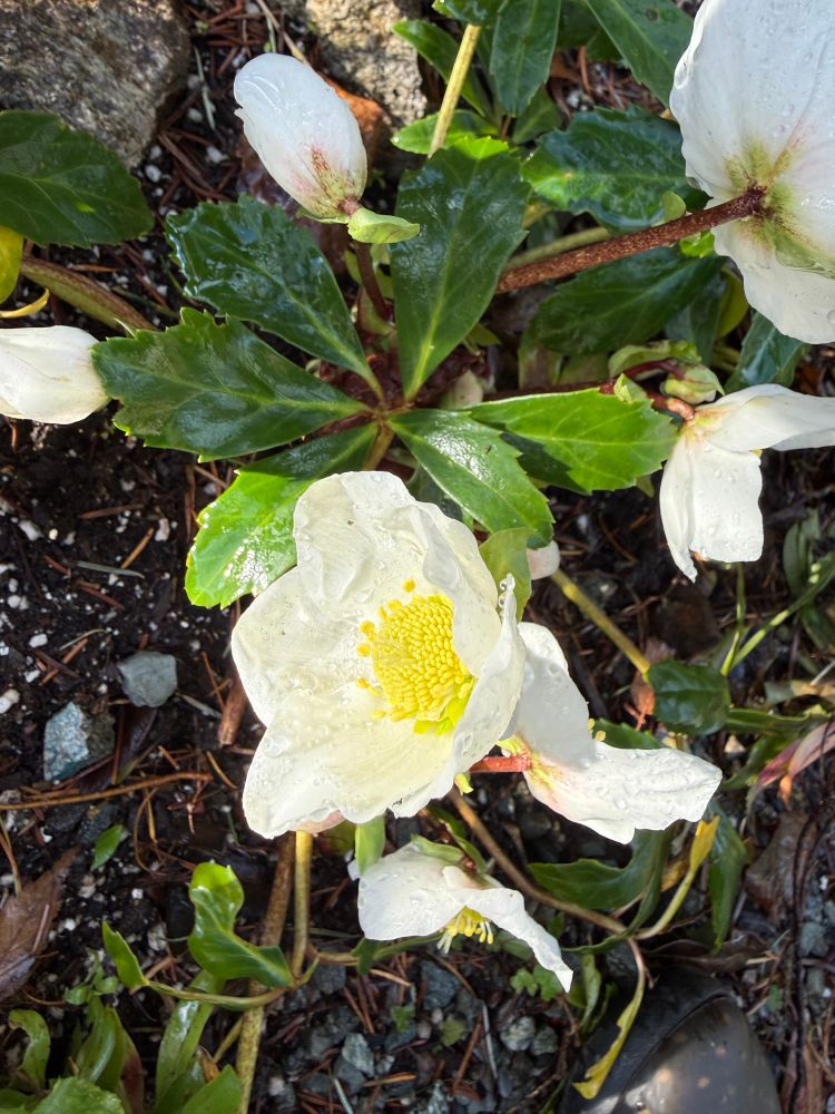 Hellebores niger.