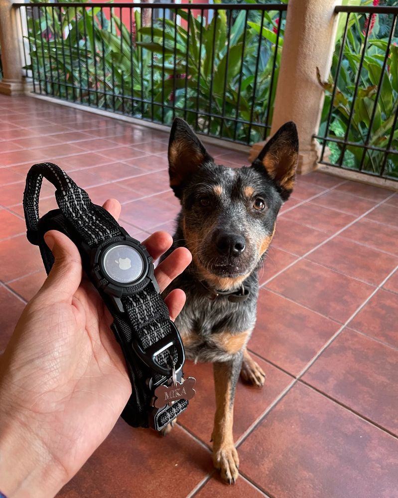 Blue Heler con su collar nuevo  
