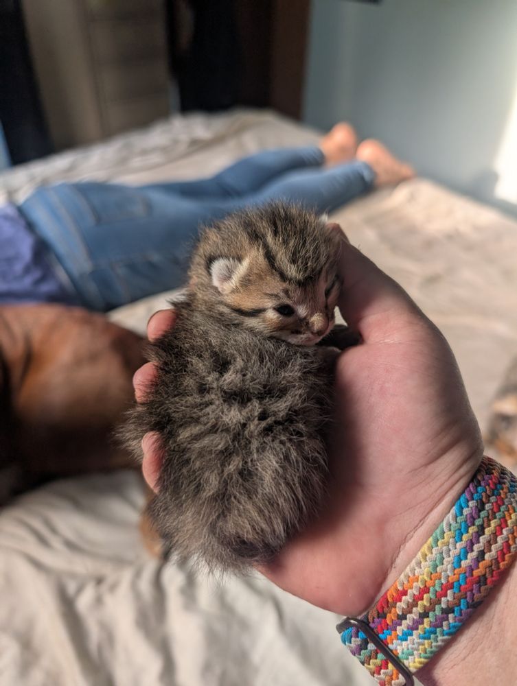 Shy tiny tabby kitten fitting in the palm of my hand.
