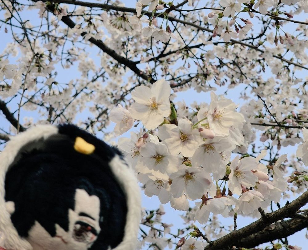 베잉이 꽃놀이를 20000퍼센트 즐기고 잇는 모습이다