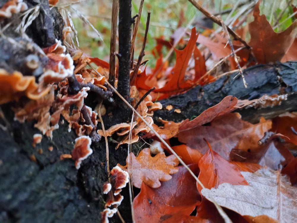 Zwammen en herfstbladeren op rottend boomstam 