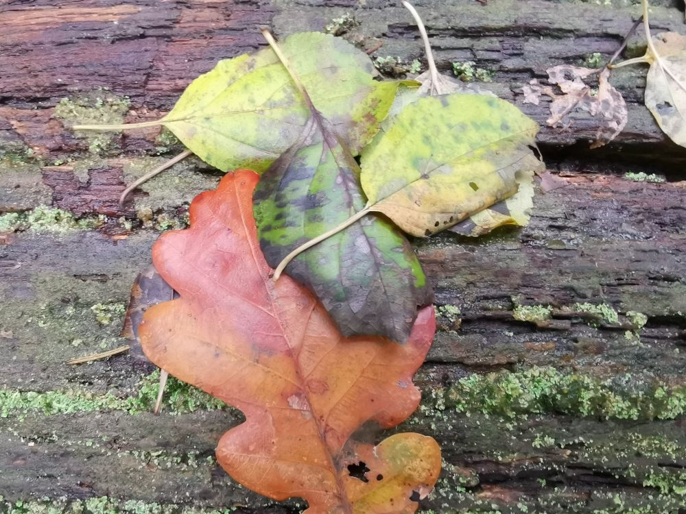 De basis voor vele zwammen 
