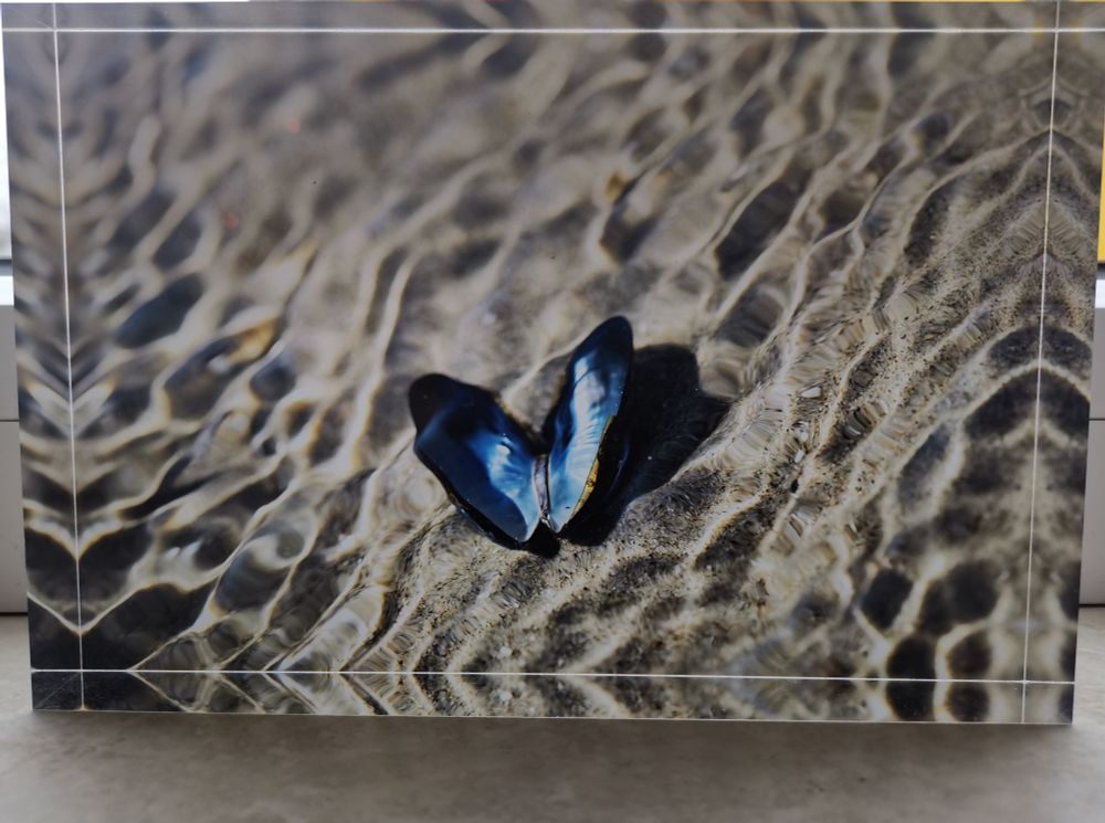 Mossel in zeewater. Fotograaf Sia Windig 