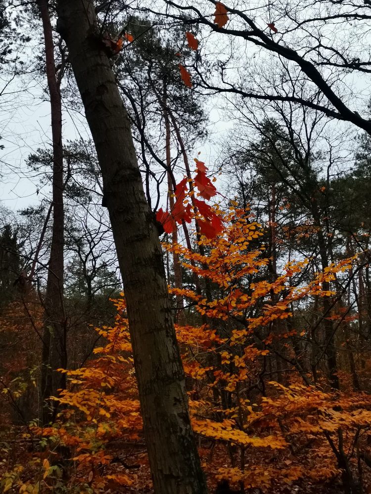 Jonge beuk in herfstkleuren en boomslihouetten 