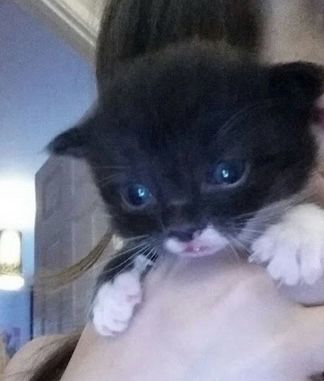 a young black and white kitten being held up by a hand. she looks shocked and upset and her claws are out. there is something white near her mouth but it's unclear if it's dirt, milk, or a tooth. her eyes are still cloudy but it seems she is looking in 2 different directions