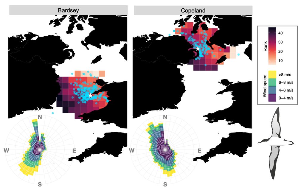 Maps of the average cost of reaching each pixel from Bardsey (left) and Copeland (right), with observed destinations of first departures from the colonies overlaid in blue.