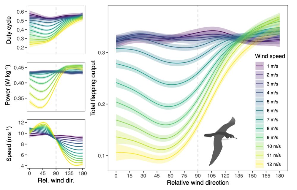 The effects of wind speed and relative wind direction on flight costs in Manx shearwaters: flapping duty cycle (proportion of each flap-glide cycle spent flapping; top left), body power during flapping (W/kg; middle left), ground speed (bottom left), and total flapping output (right), a composite measure integrating flapping duty cycle and power
during flapping as a measure of total energy spent on flapping during flight. Shearwaters have lowest flight costs in strong cross-tailwinds.