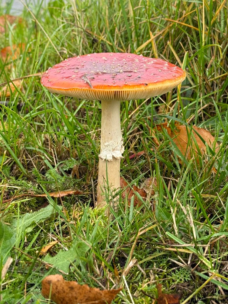 Herfstige paddenstoel