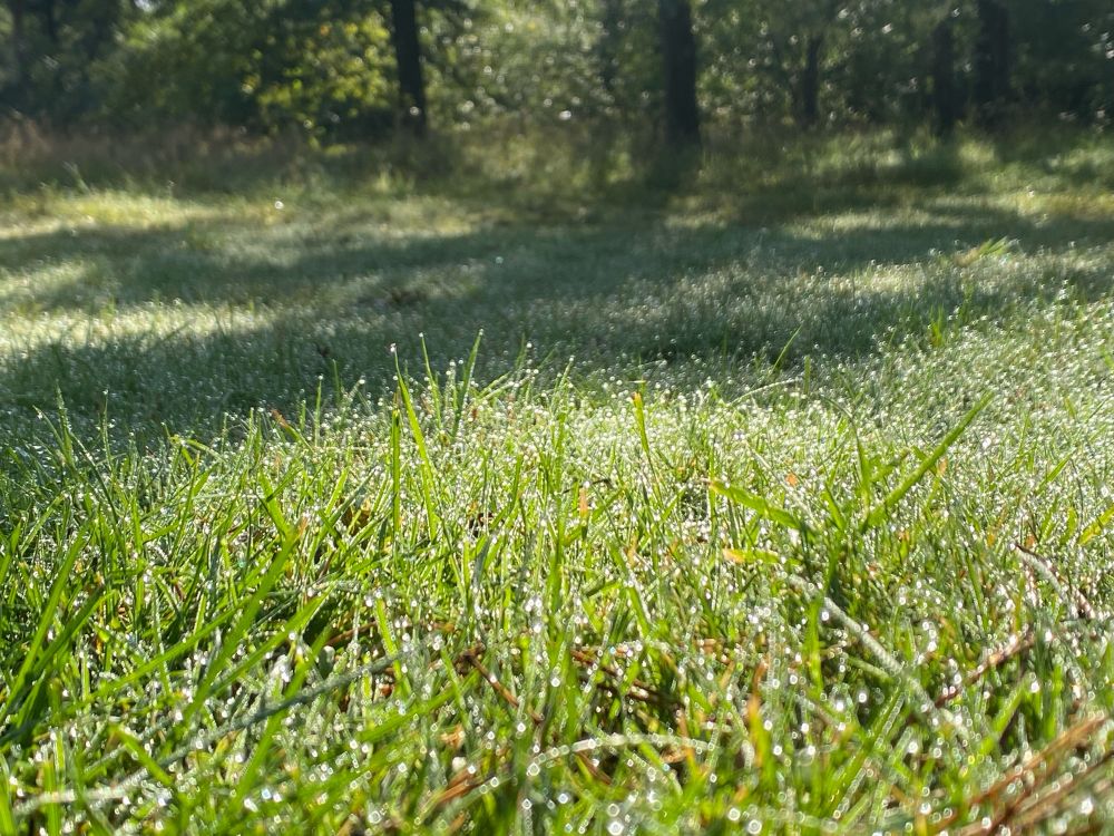 Gras met dauw druppels