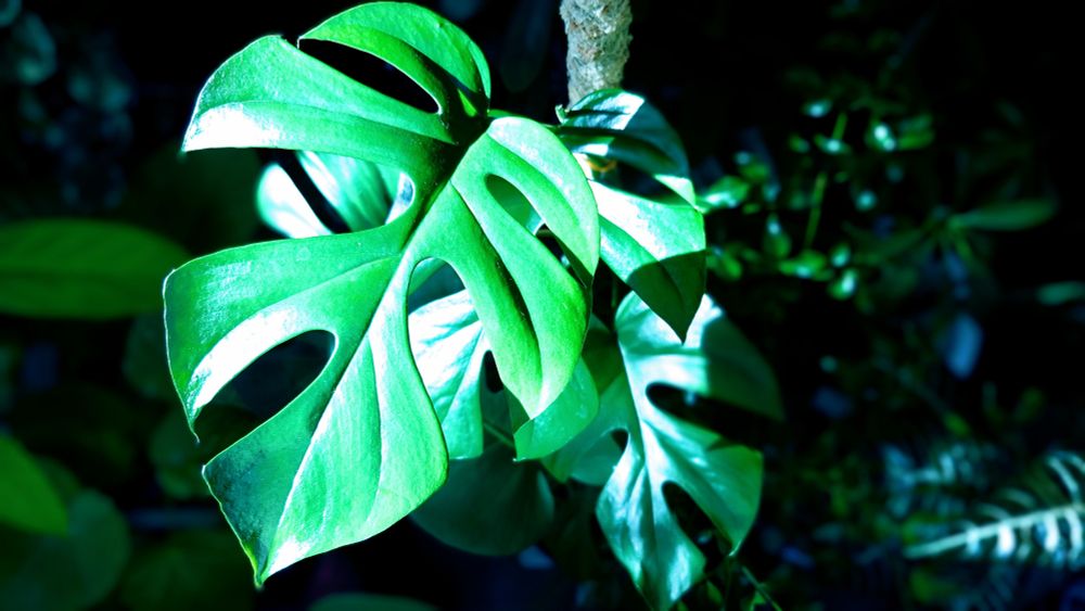 ヒメモンステラ