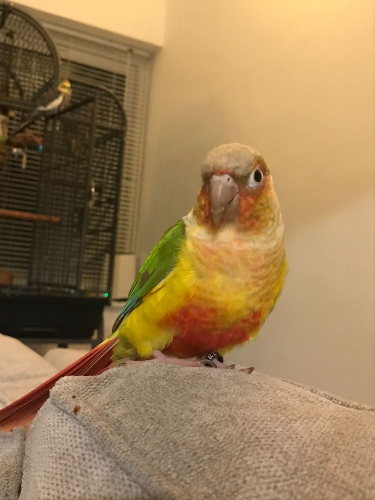 Instead of an OC or character, I share a picture of my pet parrot, Pippin, just to be a wise guy.
