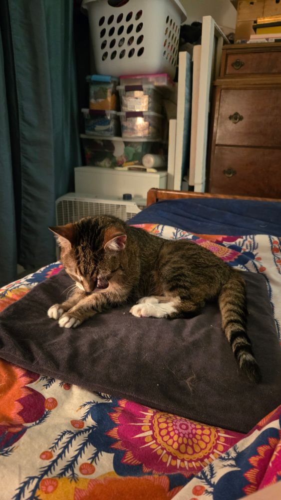 Cleo, the feline princess undecided about whether this is the right heating pad for the moment. Ignore the amount of stuff in the background. She requires tributes and some of that is fabric and some of it is unfinished paintings. 