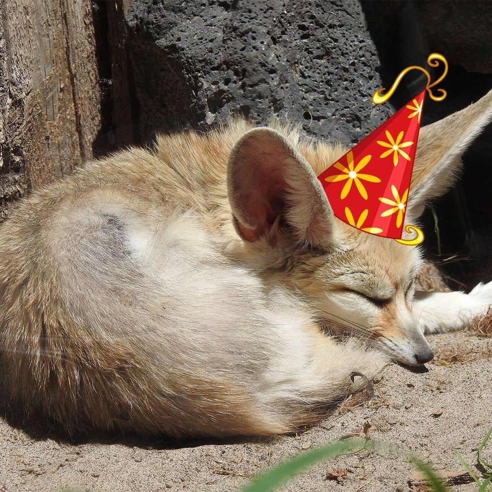 Sleeping fennec fox curled up. A cartoon party hat has been edited onto its head.