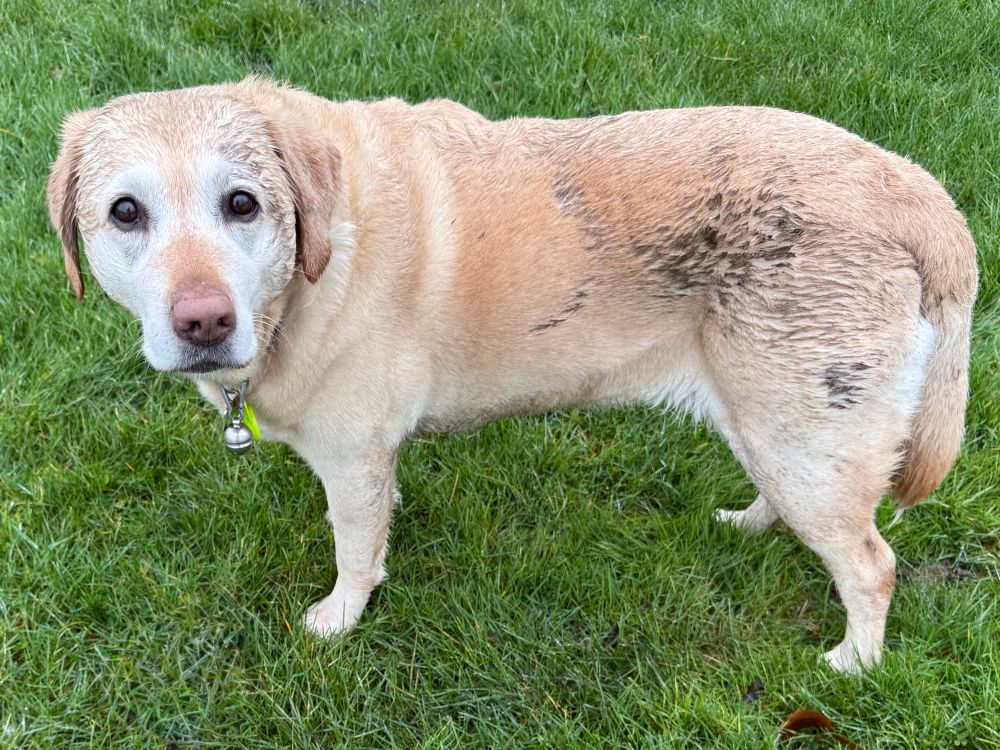 Golden Labrador standing with her head facing the camera. She has large black patches of unmentionables on her hind quarters and around her head. She has a guilty look on her face. 