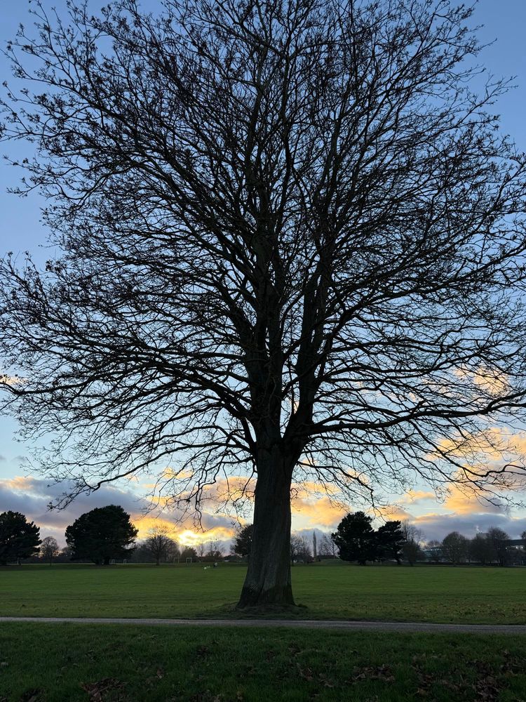 A large tree without leaves with blue sky and coloured clouds behind as the sun sets. 