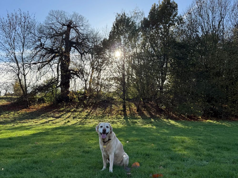 Golden Labrador sitting on grass facing the camera with her tongue hanging out. Behind her is a line of trees, some still with leaves. The sky is blue and the sun is peeking through causing shadows on the grass. 