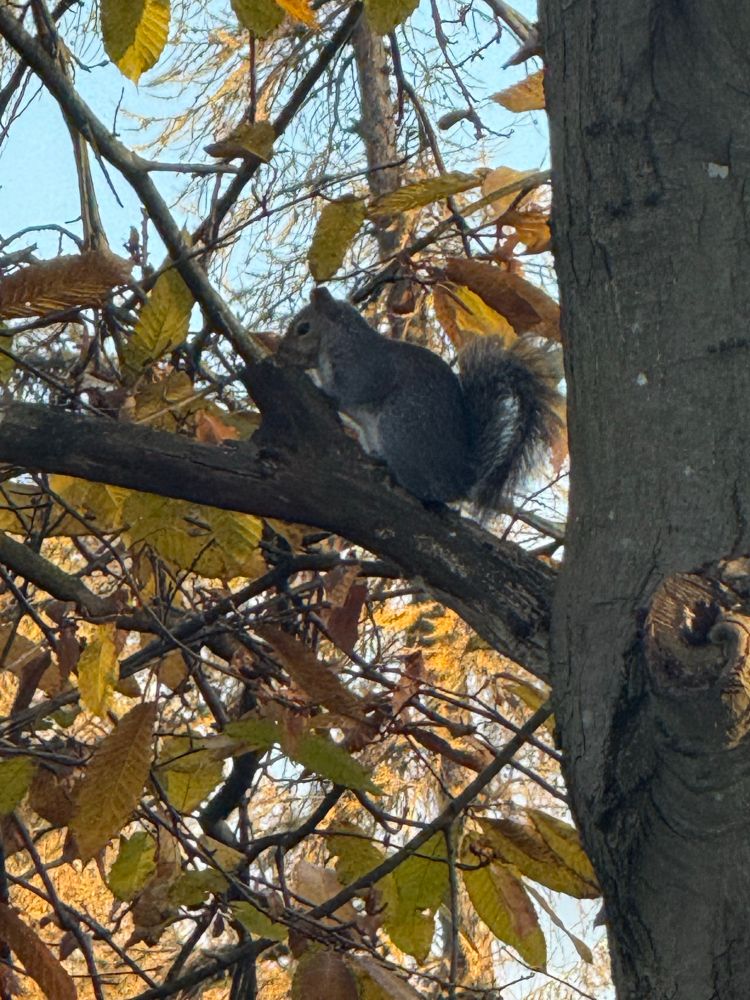 A grey squirrel sitting on the branch of a tree surrounded by autumn leaves