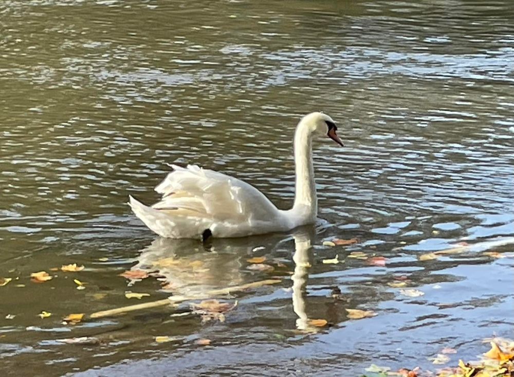 White swan gliding along the river. You can see a full but slightly wobbly wobbly reflection in the slightly rippled water.  There are fallen leaves around the swan. 