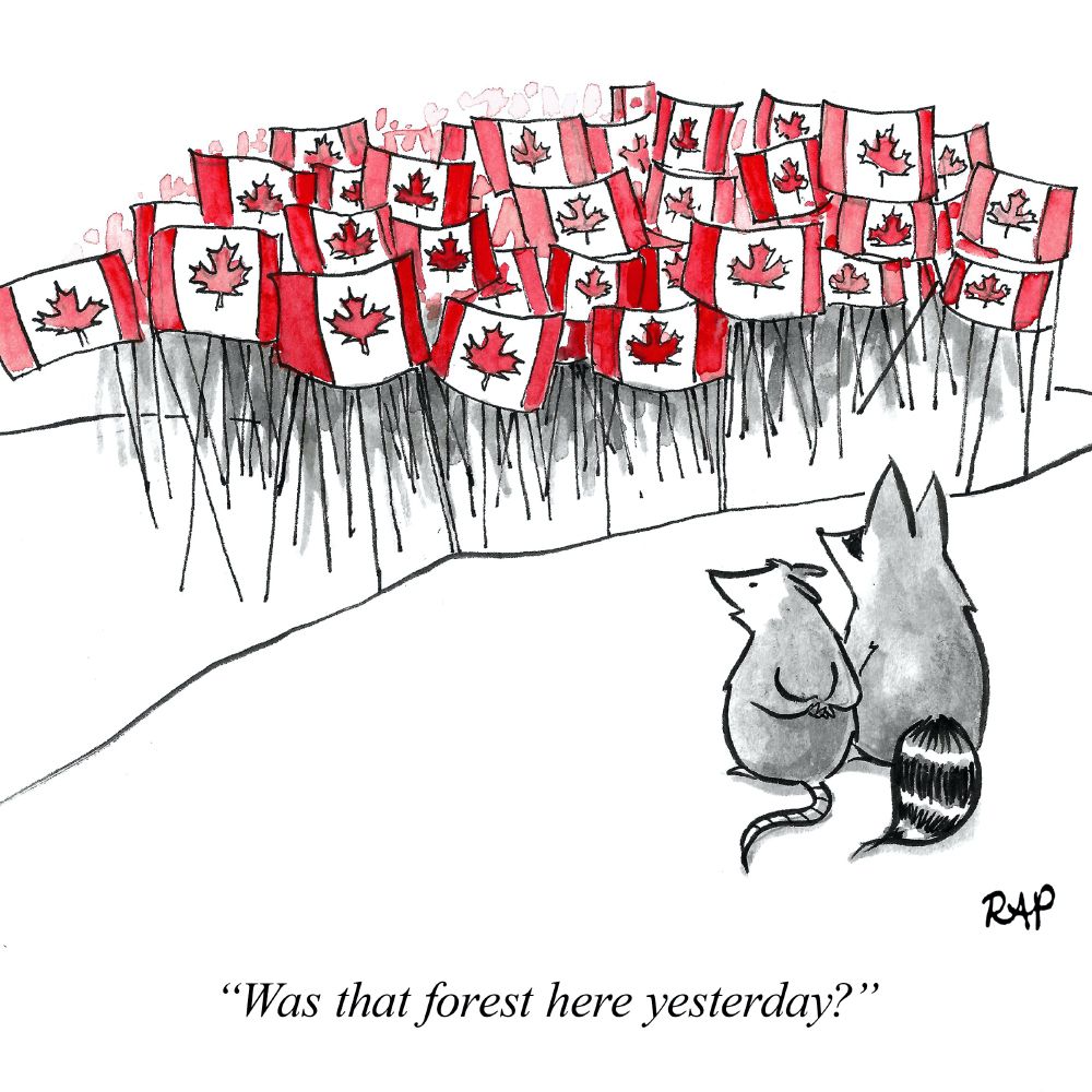 cartoon of animals observing a mass of Canadian flags. One animal asks, "Was that forest here yesterday?"