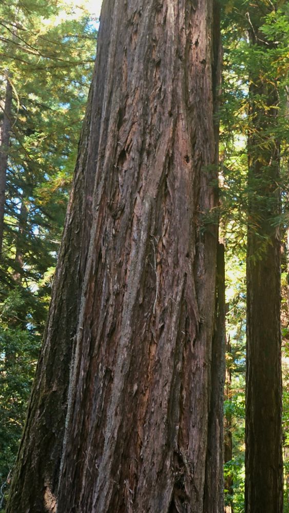 Close up of bark on a ~6 ft diameter coast redwood.
