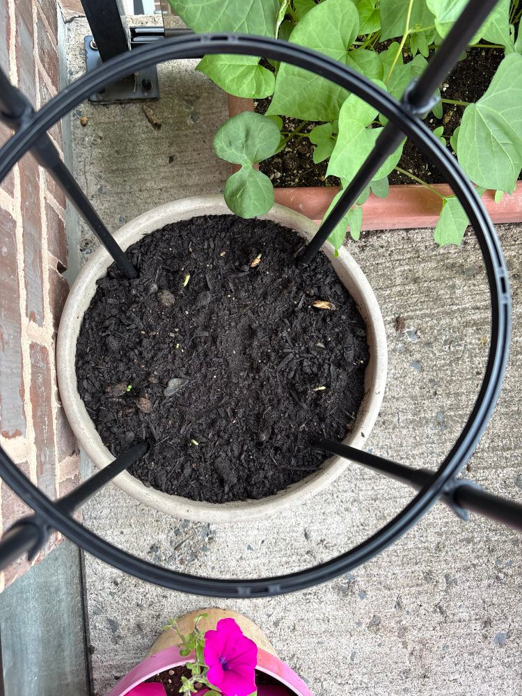 An arial photograph of a garden pot and support with five bean sprouts just barely breaking through the soil. There is also a rogue pink petunia peeking into the photo from the bottom.