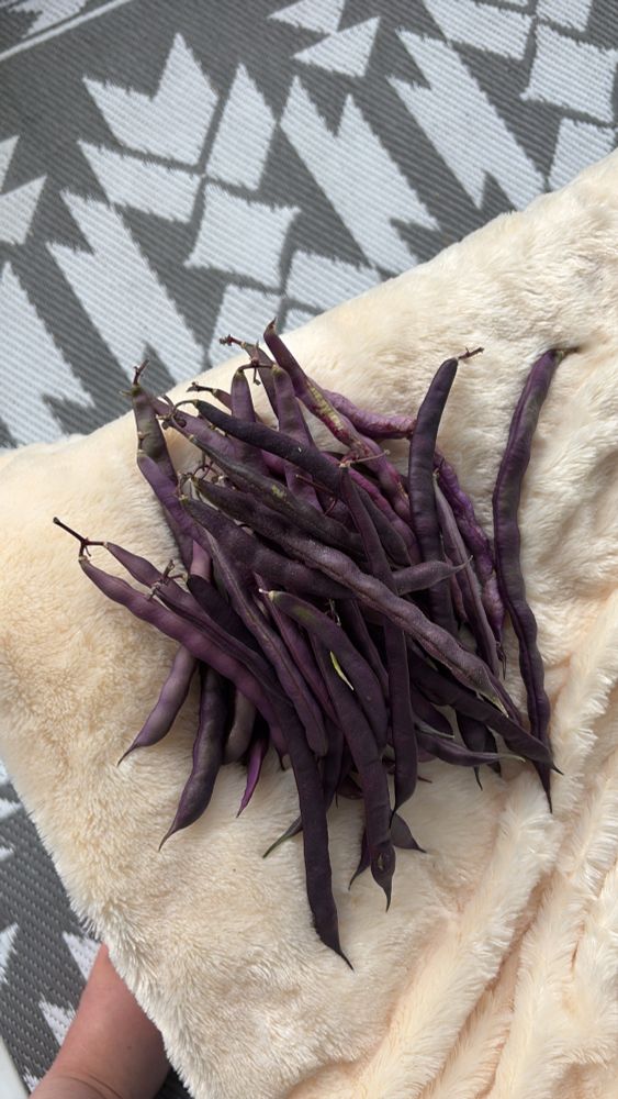 A small harvest of purple pole beans is shown on a furry ecru blanket. Trifono Violetto is an heirloom variety of pole bean and they are a really deep purple colour, but they turn green after cooking. Such fun! 💜
