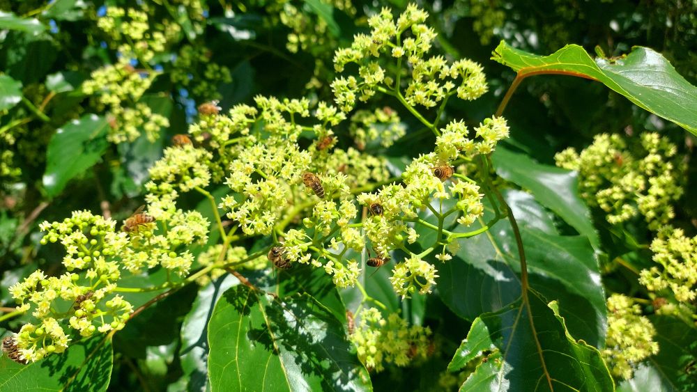 Hovenia ducis, Japanese Raisintree. Lots of bees. 'Queue Nick Cage meme'