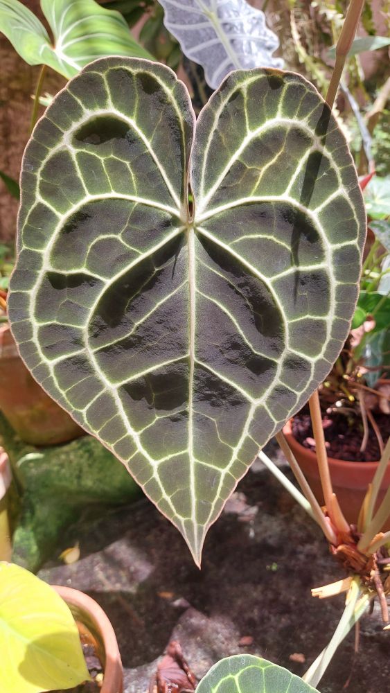 Anthirium Clairnervium, Velvet Cardboard