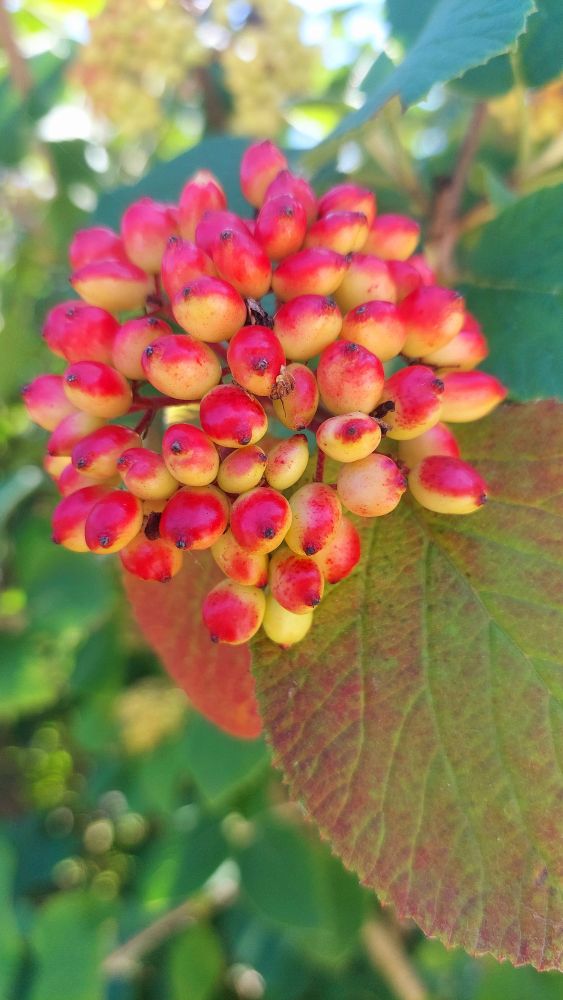 Viburnum Lantana, Wayfaring Tree