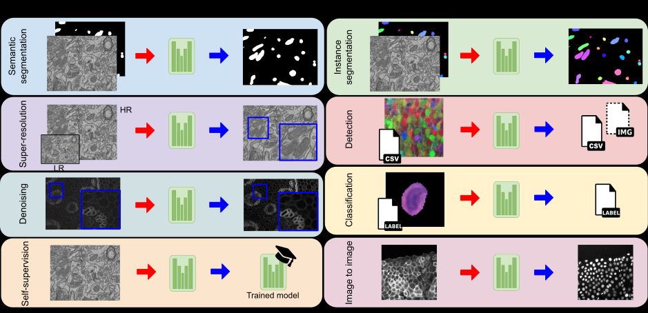 Overview of BiaPy's available workflows: semantic segmentation, single-image super-resolution, image denoising, self-supervised learning, instance segmentation, object detection, image classification and image-to-image translation.