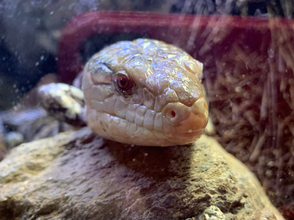 カメラ目線をしてくれる辺りモデル的なプライドがあるのだろうか