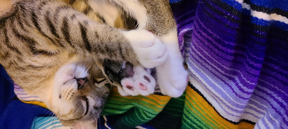Tika lies curled up with her head by her back feet and her front paws on her back feet. She is a Grey tabby kitten with a brown nose, white chin and feet.  One paw shows her toes, pink and black.