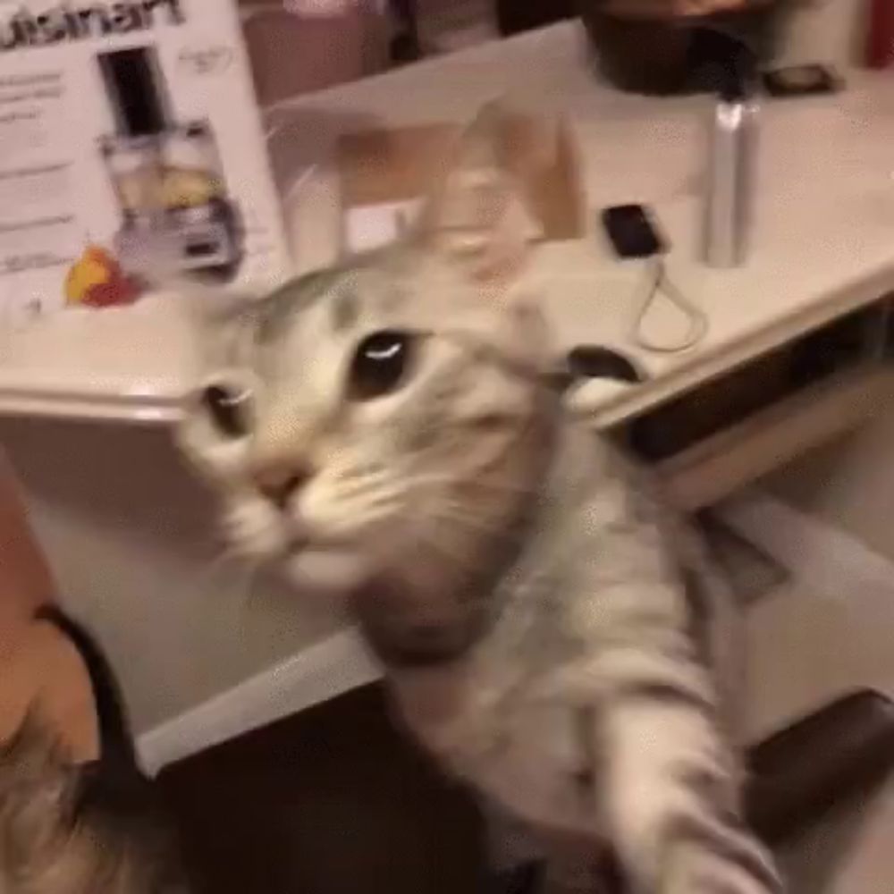 Cats Cheese Slap GIF