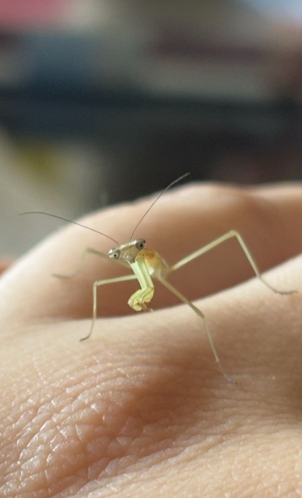 baby mantis