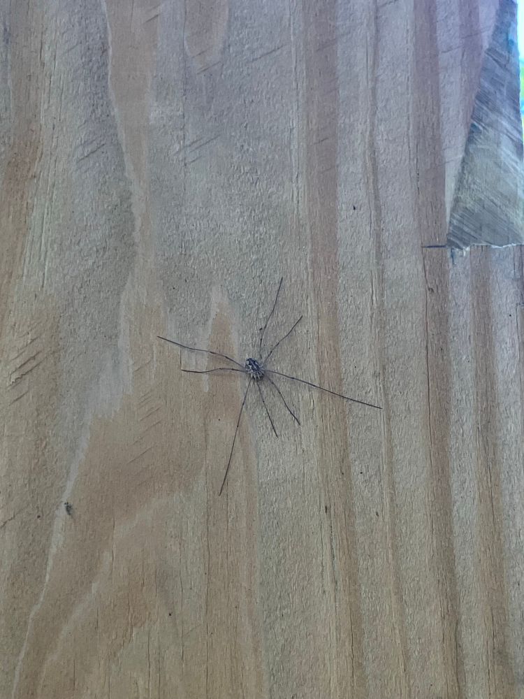 spider with long legs splayed out