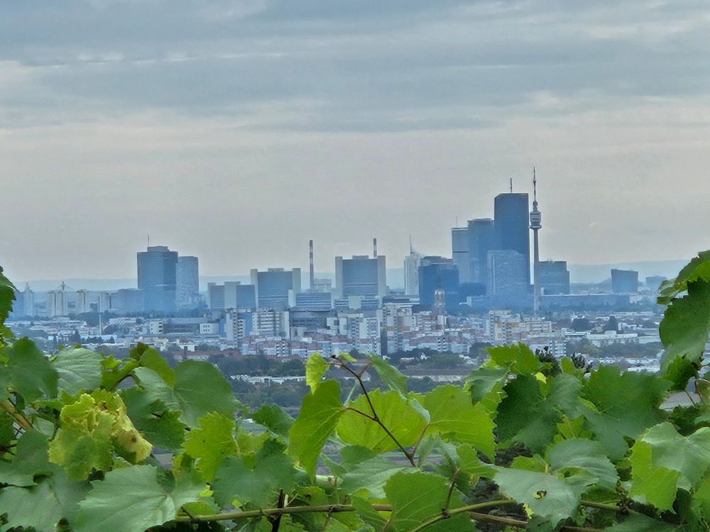 Green wine leaves in the foreground with the Vienna UN, and the dkyline of Danube City (Donaustadt) in the background. #cityscape #skyline