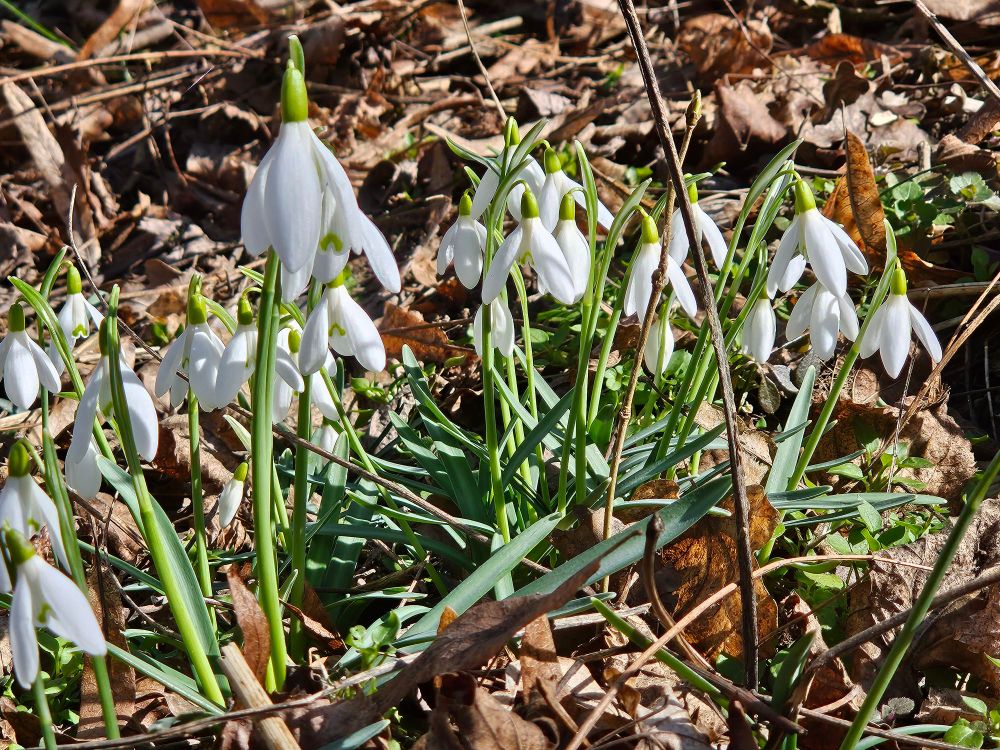 Snowdrops