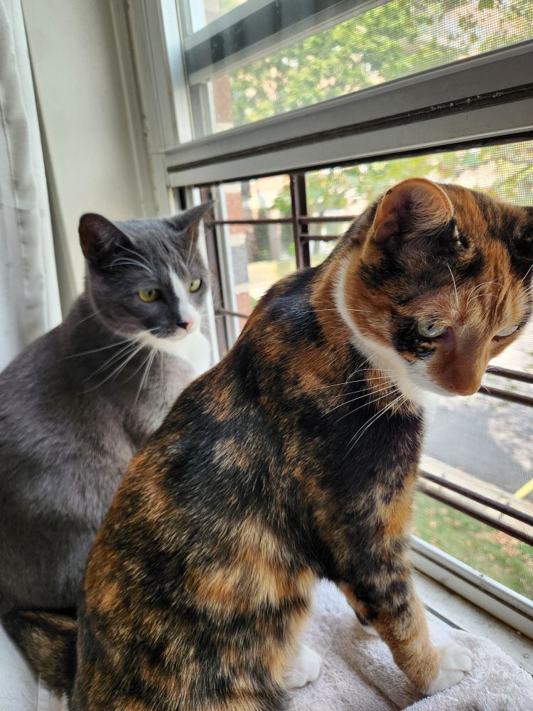 Whiskey, a calico cat, sits in front of Rye, a grey tuxedo cat, on a windowsill perch in front of an open window. Both cats look towards, but not directly at, the camera. 