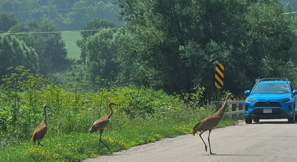 Two adults and juvenile sandhill cranes crossing a road.