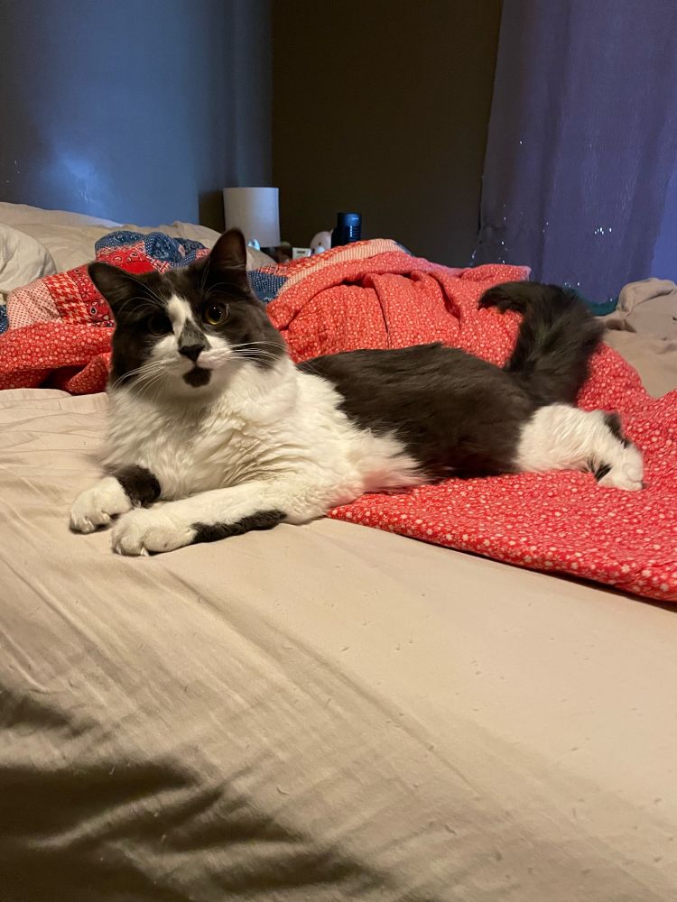 A gray and white cat laying on a bed.