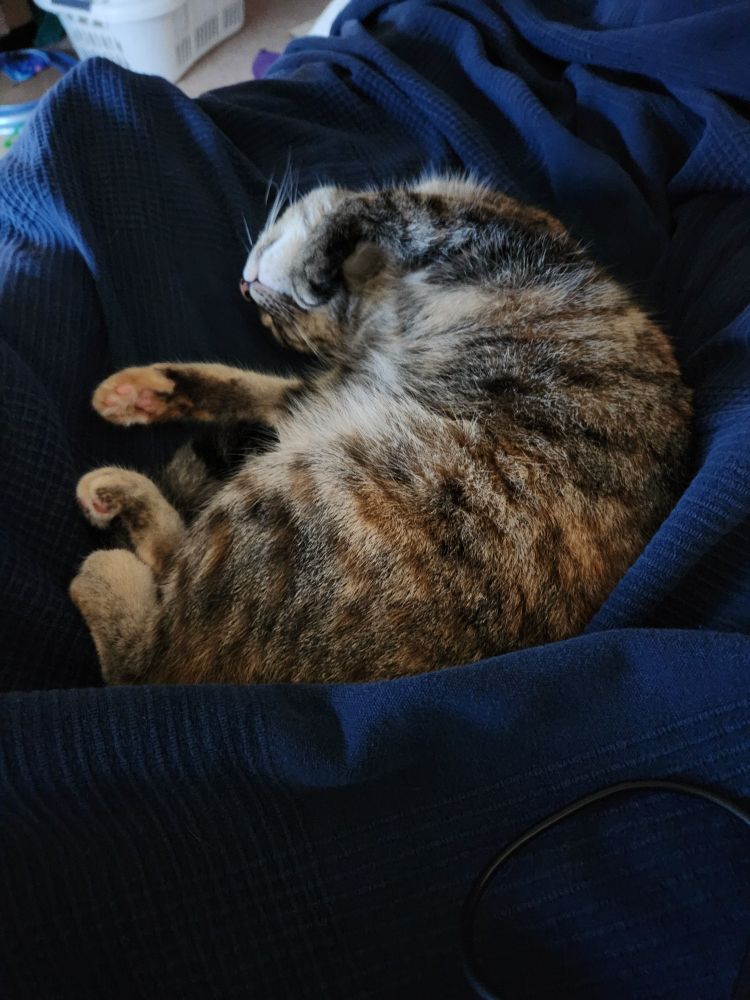 Mila, a tortoiseshell tabby cat, is half curled on a blue blanket, belly up and blissfully asleep.