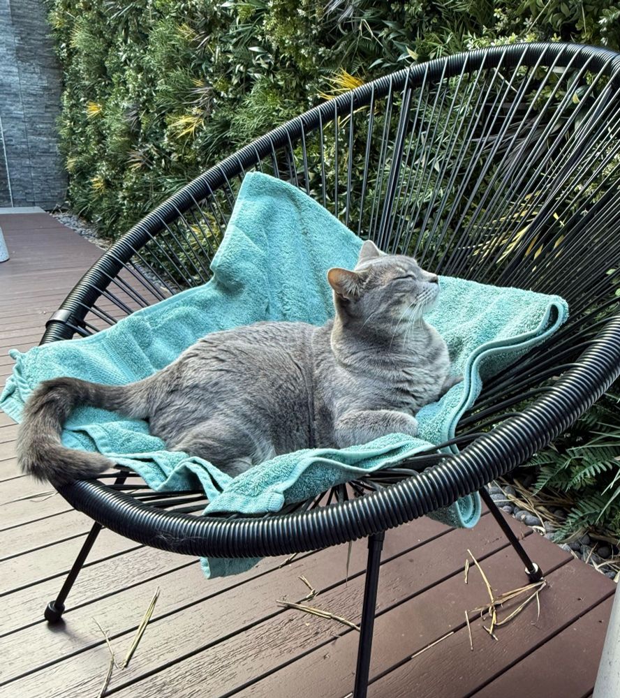 A grey cat lounging outdoors on a green towel on a comfy chair.  She’s smiling.  