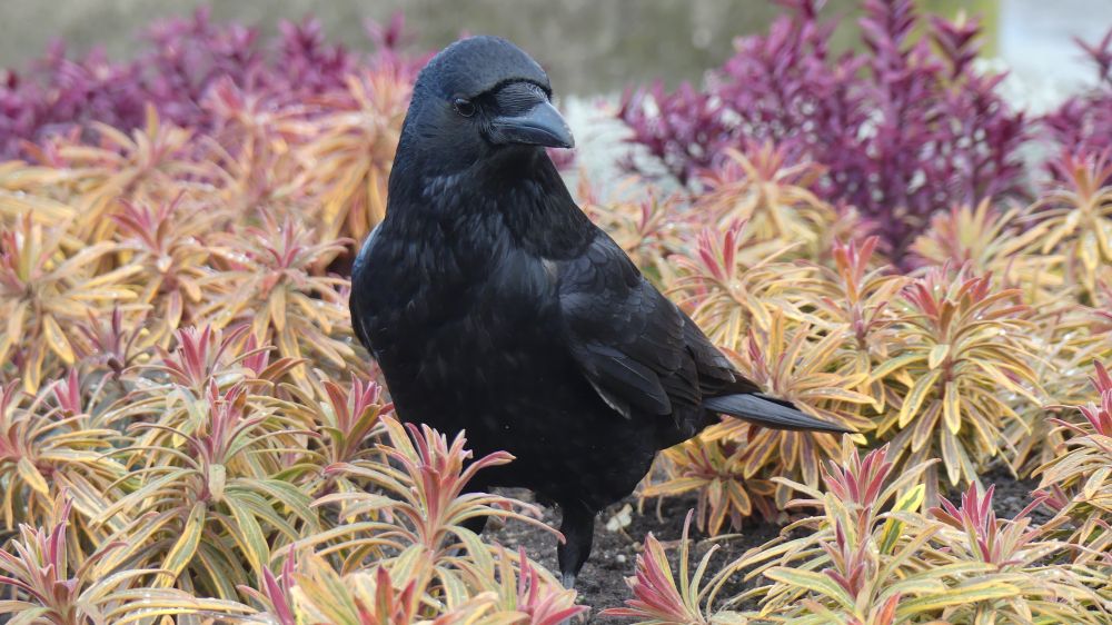 A crow standing amongst yellow shrubs looking slightly to its left