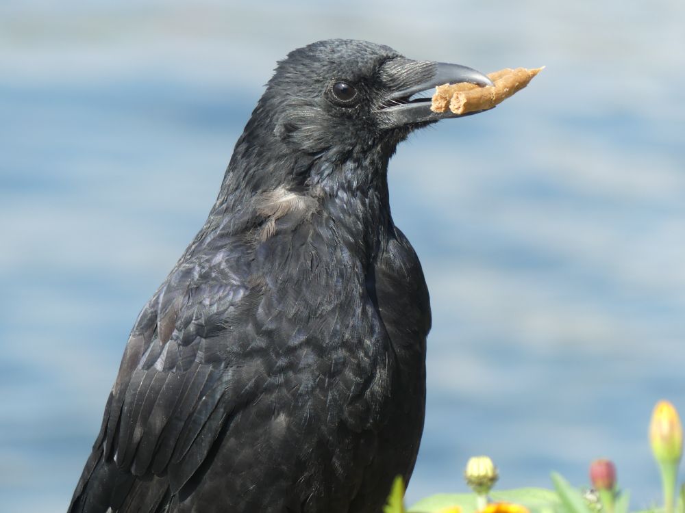 A crow standing up with two pieces of a cat chew stick in its beak. Maybe it wants another or to replace it because it's broken